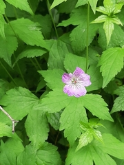 Geranium nodosum