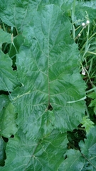 Arctium