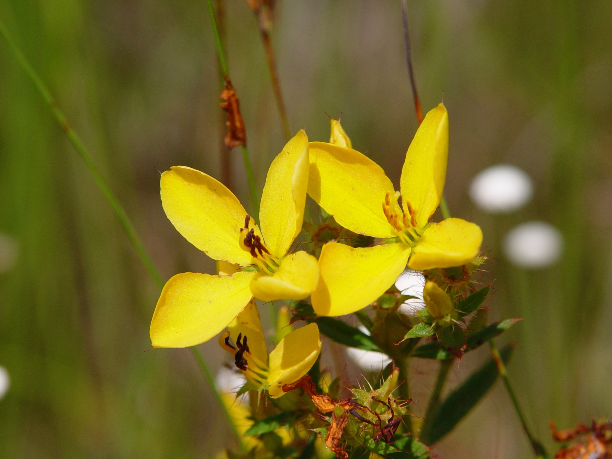 Rhexia lutea