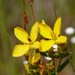 Yellow Meadowbeauty - Photo (c) Pauline Singleton, some rights reserved (CC BY-NC), uploaded by Pauline Singleton