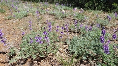 Lupinus grayi