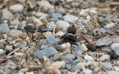 Alphasida holosericea