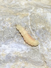 Microphotus octarthrus