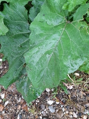 Arctium