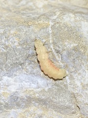 Microphotus octarthrus