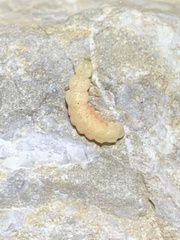 Microphotus octarthrus