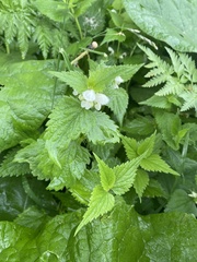 Lamium album