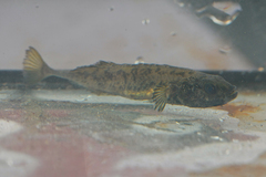 Pungitius pungitius