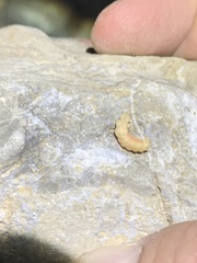 Microphotus octarthrus