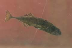 Pungitius pungitius