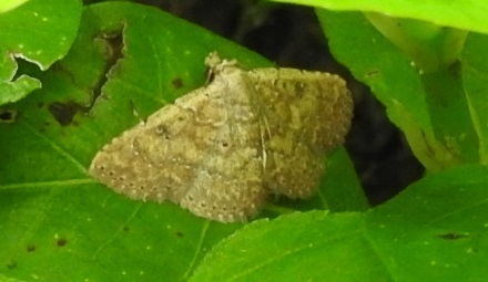 Cerynea punctilinealis (Cerynea punctilinealis)