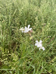 Silene latifolia