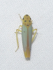 Graphocephala distanti