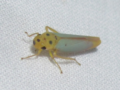 Graphocephala distanti