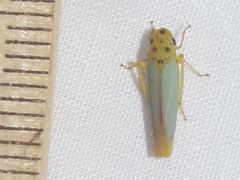 Graphocephala distanti