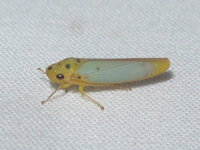 Graphocephala distanti