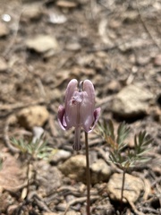 Dicentra pauciflora