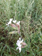Silene latifolia alba