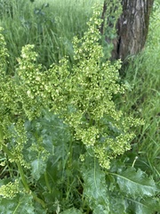 Rumex confertus