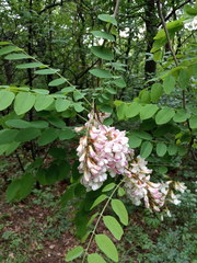 Robinia × ambigua