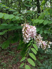 Robinia × ambigua