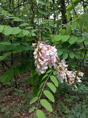 Robinia × ambigua
