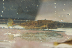 Pungitius pungitius
