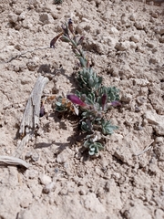 Penstemon thompsoniae thompsoniae