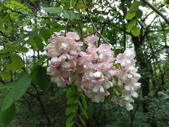 Robinia × ambigua
