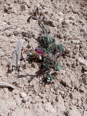Penstemon thompsoniae thompsoniae