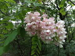 Robinia × ambigua