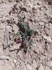 Penstemon thompsoniae thompsoniae