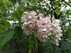 Robinia × ambigua