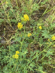 Medicago falcata