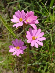 Sabatia gentianoides