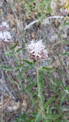 Monardella odoratissima glauca