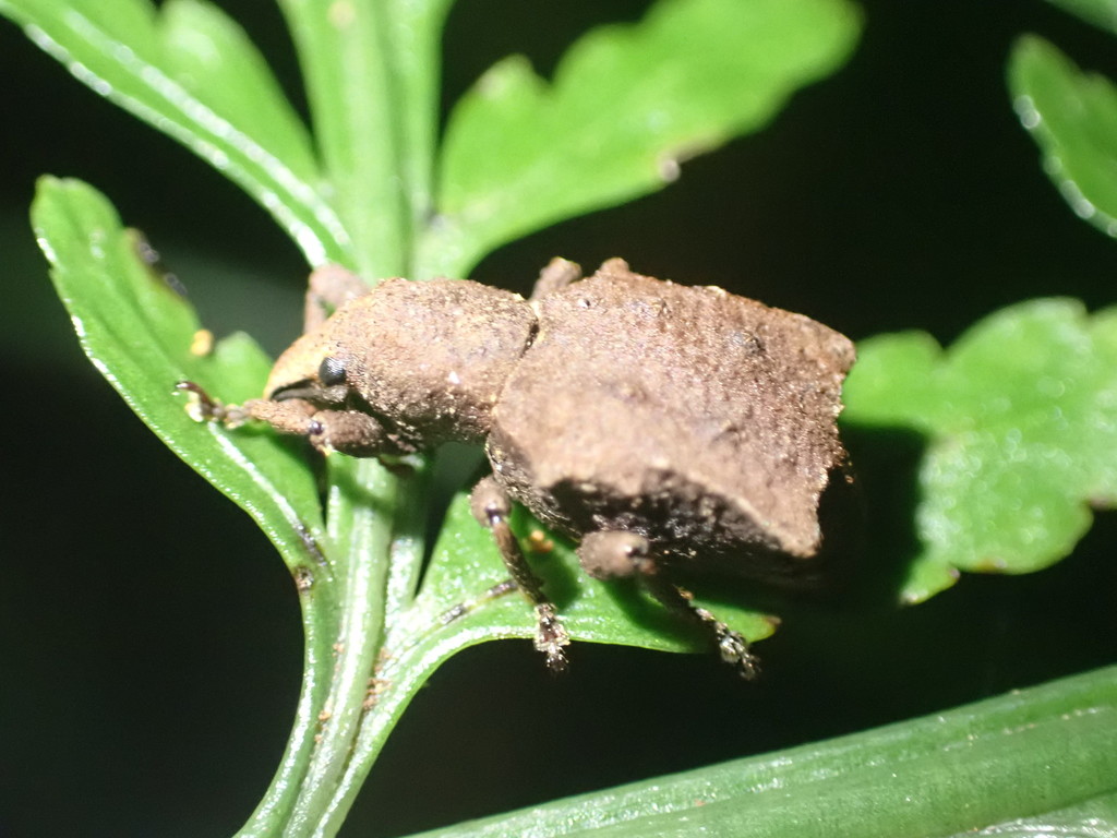 Lyperobates from Lucy's Gully, Kaitake Ranges on June 05, 2021 at 08:29 ...