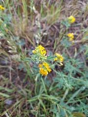 Medicago falcata