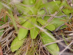 Sabatia gentianoides