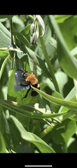 Melecta