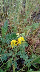 Medicago falcata
