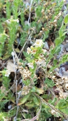 Penstemon deustus suffrutescens