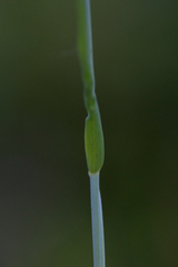 Alopecurus aequalis