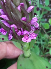 Dactylorhiza incarnata cruenta
