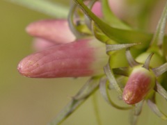 Sabatia gentianoides