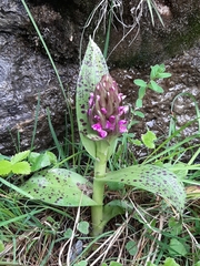 Dactylorhiza incarnata cruenta