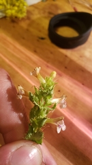 Penstemon deustus suffrutescens
