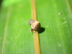 Crooktacalles certus