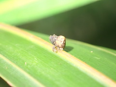 Crooktacalles certus