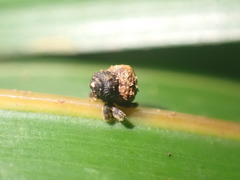 Crooktacalles certus